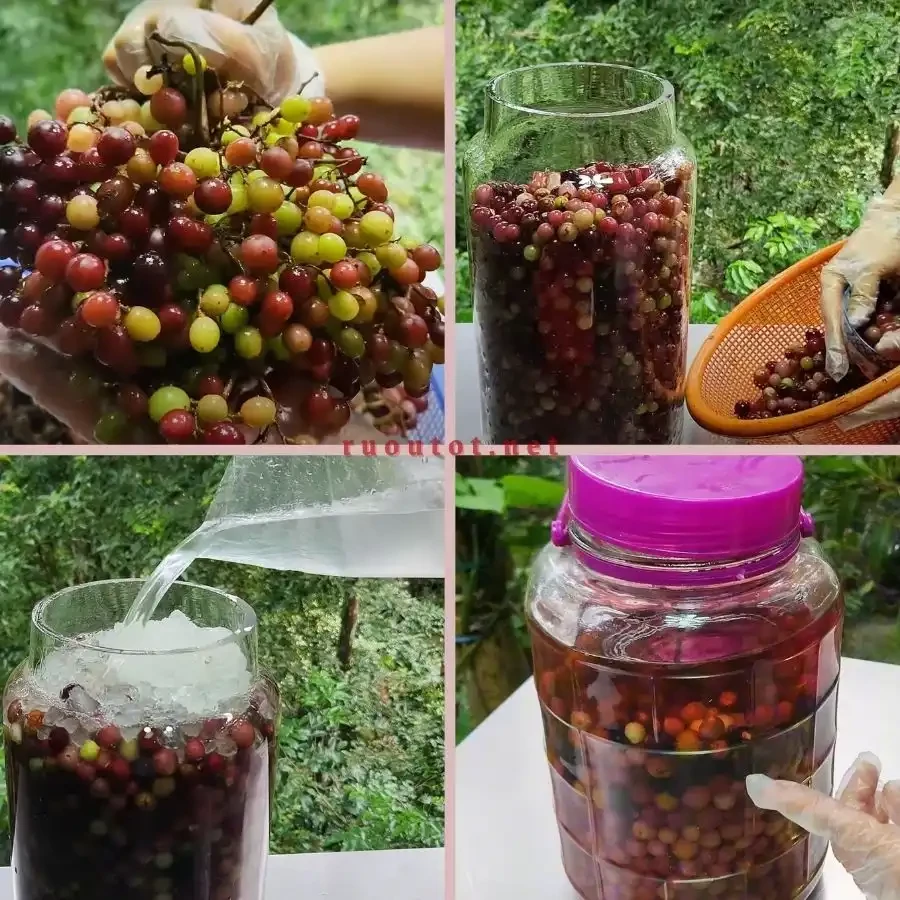 nho rung ngam ruou trang