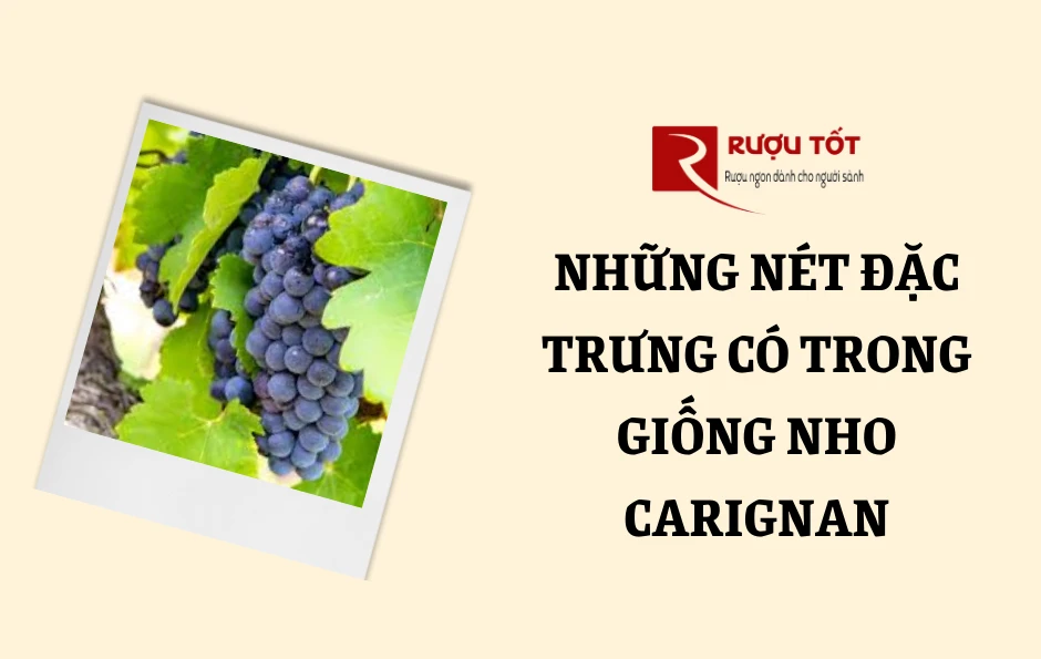 Những nét đặc trưng có trong giống nho Carignan