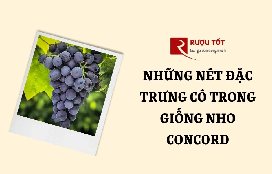 Những nét đặc trưng có trong giống nho Concord