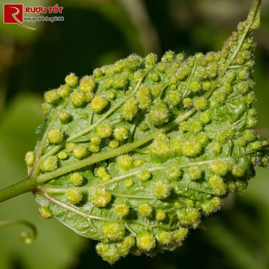Phylloxera