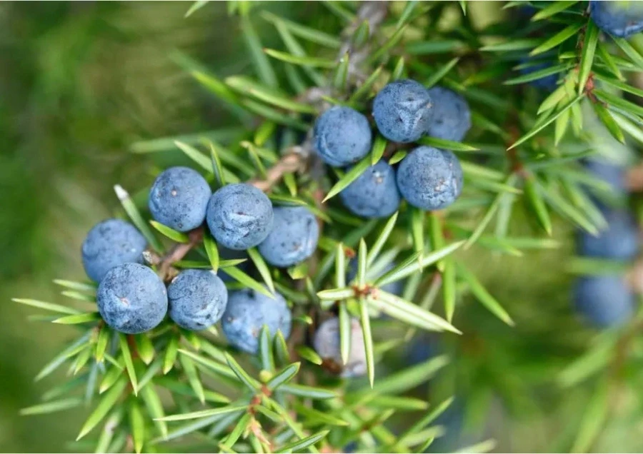 Vì Sao Quả Bách Xù Là Linh Hồn Của Mọi Chai Gin?