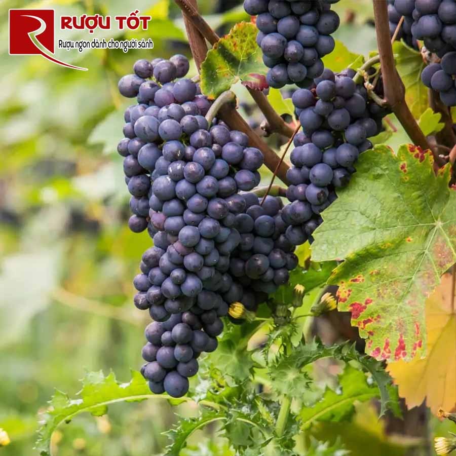 Rubin grape