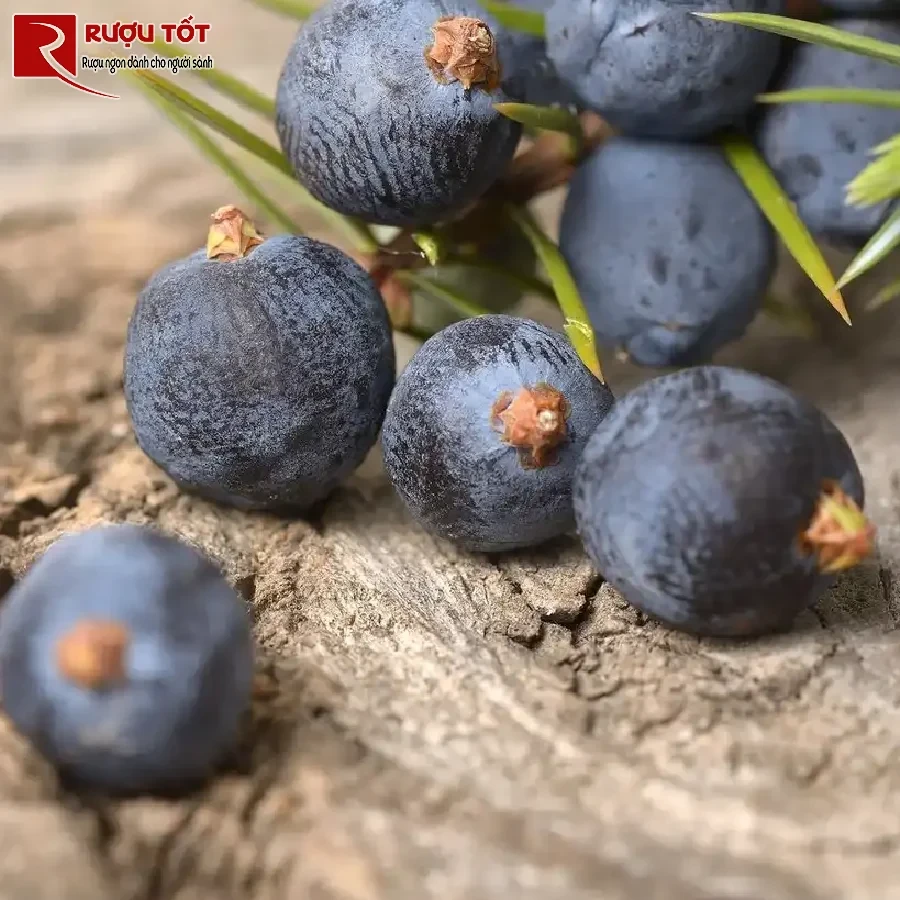 ruou gin va qua bach xu