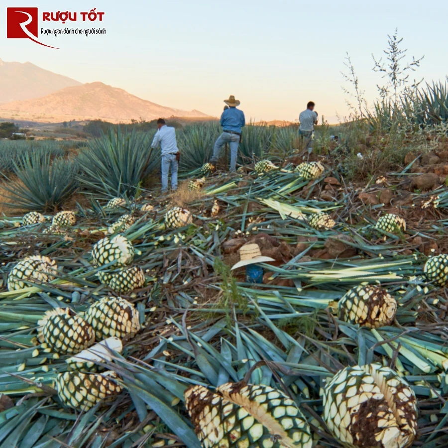 ruou tequila duoc san xuat lan dau tien khi nao