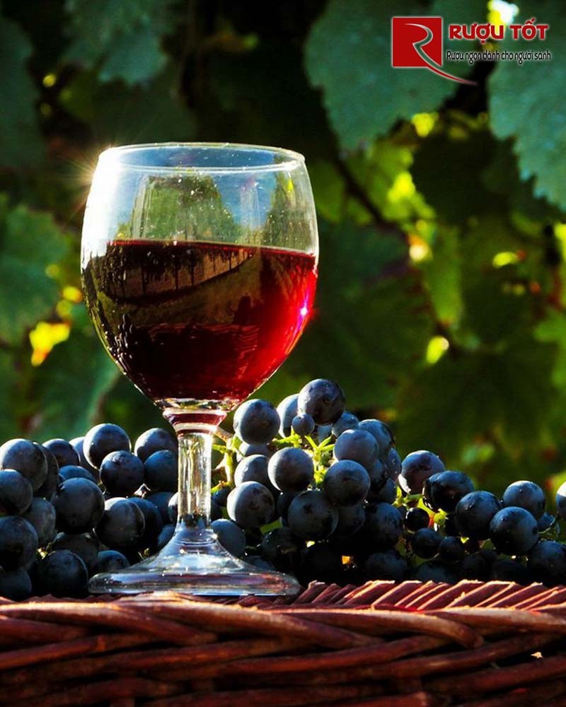 Cẩm nang về rượu trái cây - Uống rượu trái cây có dễ say không?