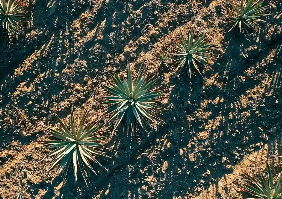 Lịch Sử Phát Triển Blue Weber Agave - Linh Hồn Của Rượu Tequila