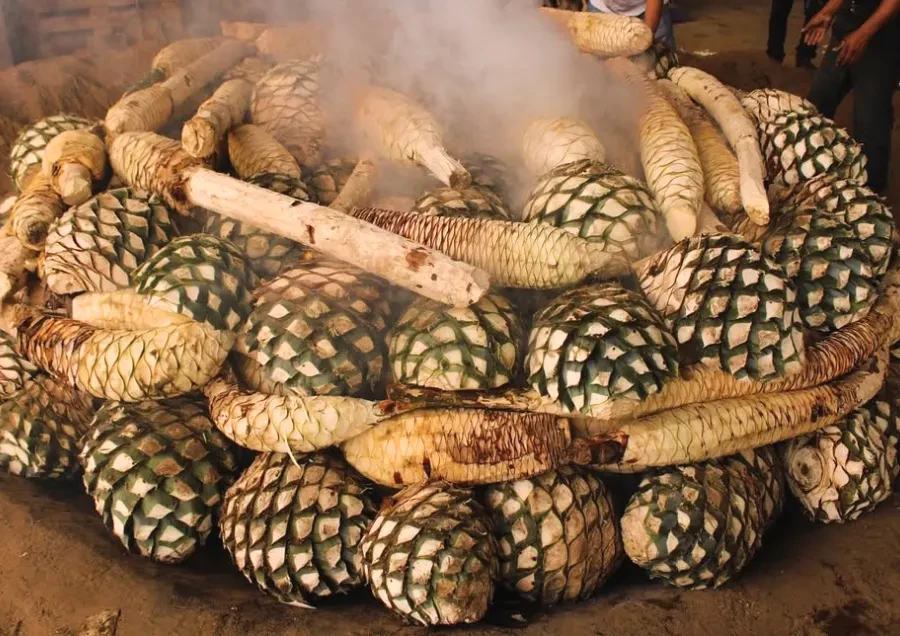 Vì Sao Nhiều Nhà Máy Tequila Vẫn Sử Dụng Lò Gạch Truyền Thống?