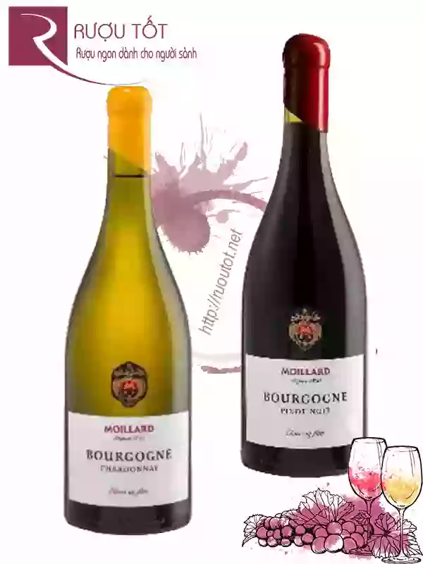 Rượu vang Moillard Bourgogne Red - White Đầu si