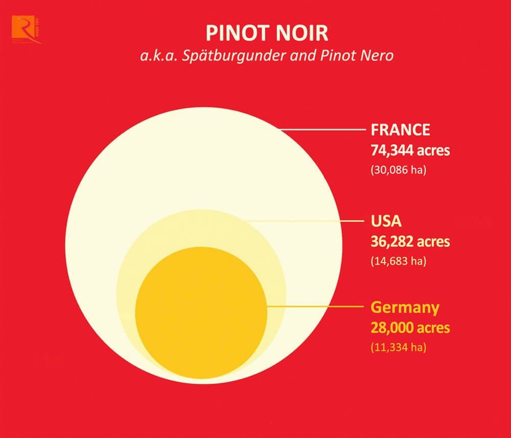 Nho đỏ Pinot Noir mọc chủ yếu ở Pháp