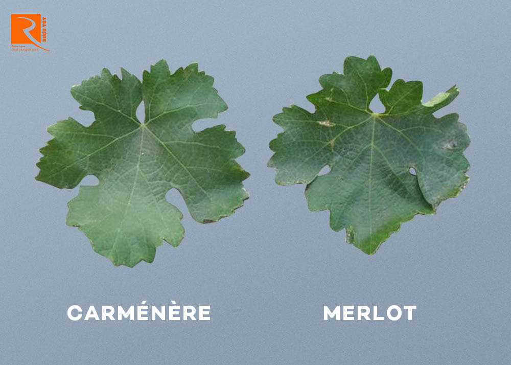 Khi Carménère được chuyển từ Bordeaux vào Chile, nó được cho là Merlot