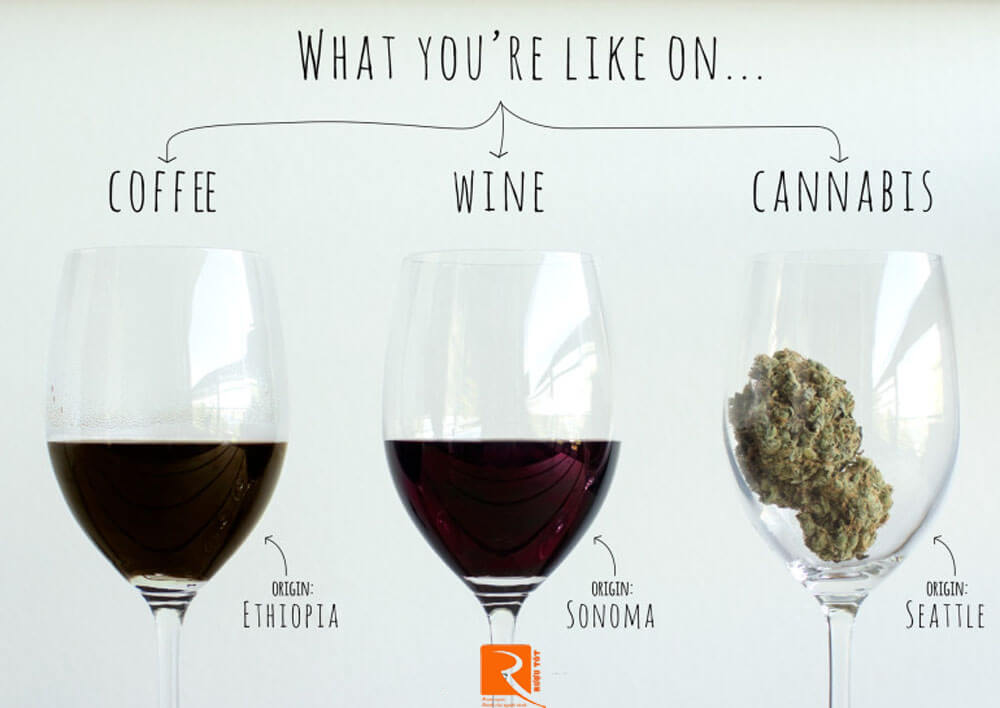 Sự khác nhau của cà phê, rượu vang và cần sa mà bạn nên biết