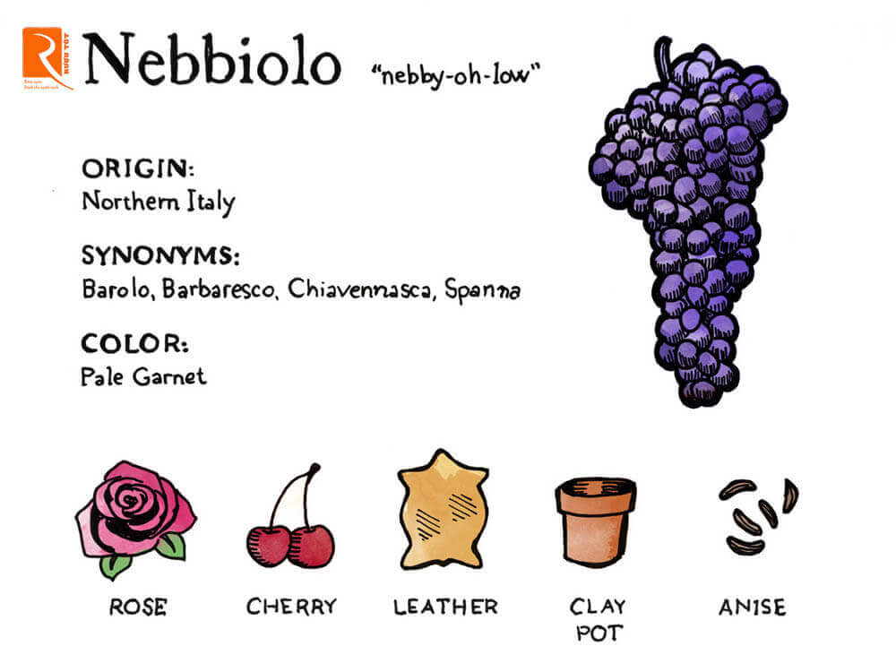 Hồ sơ hương vị của Nebbiolo và kết hợp thực phẩm.