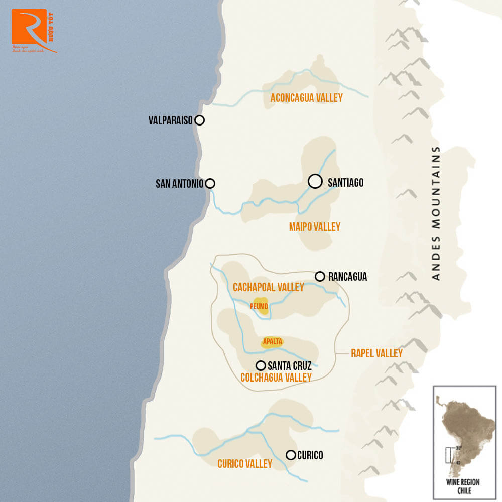Bây giờ Cabernet Sauvignon là loại nho được trồng nhiều nhất ở Chile.