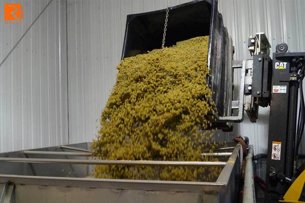 Sau khi được nghiền nát, nho trắng được chuyển vào máy ép. Đây là một thiết bị sản xuất rượu vang.