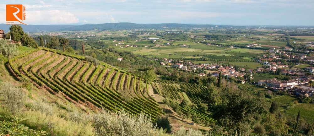 Colli Orientali del Friuli từ phía đông Udine là nơi sản xuất rượu vang có từ thời La Mã.