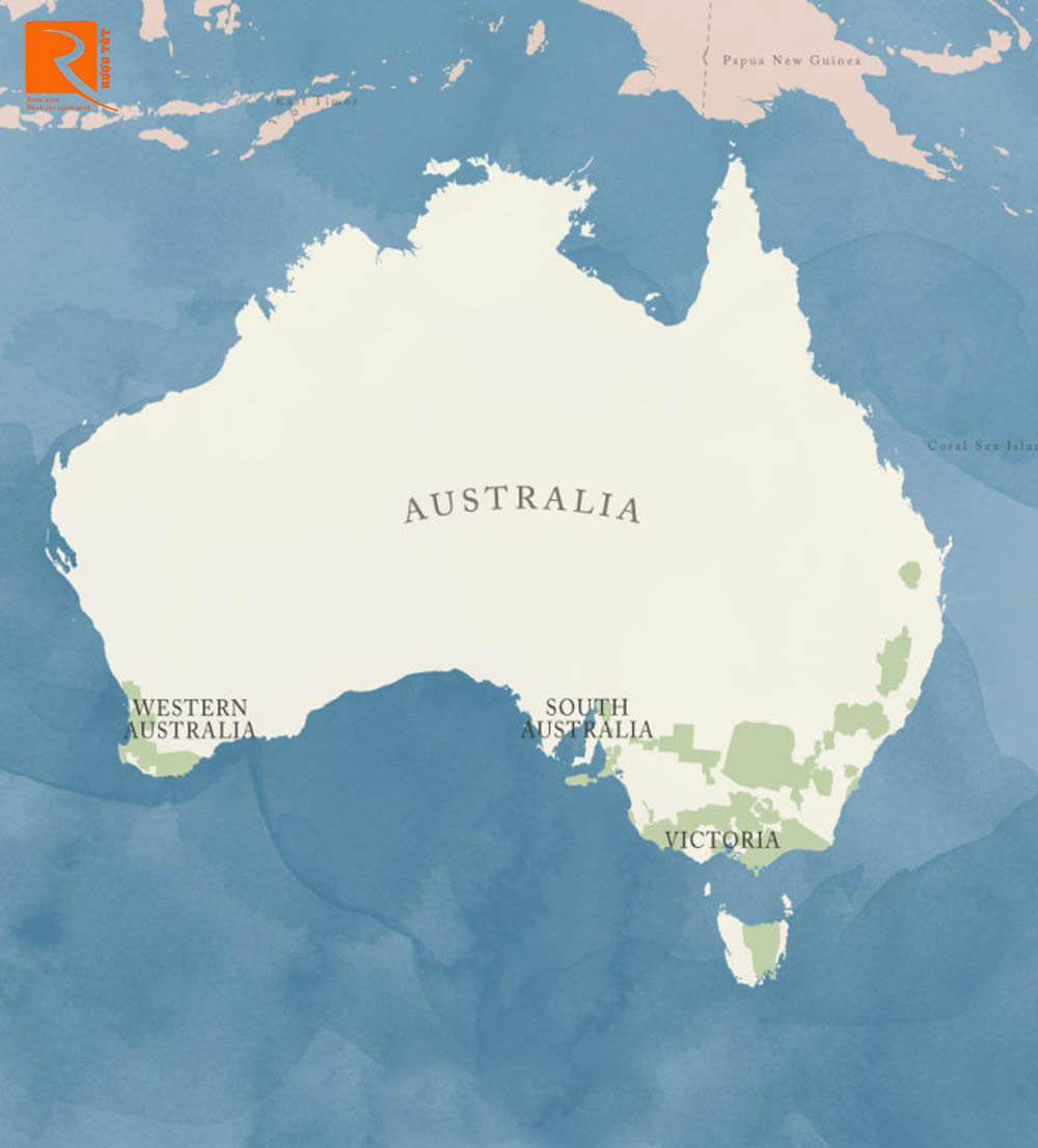 Úc là một vùng khí hậu nóng, nhưng có những vùng khí hậu mát mẻ hơn để trồng Sauvignon Blanc.