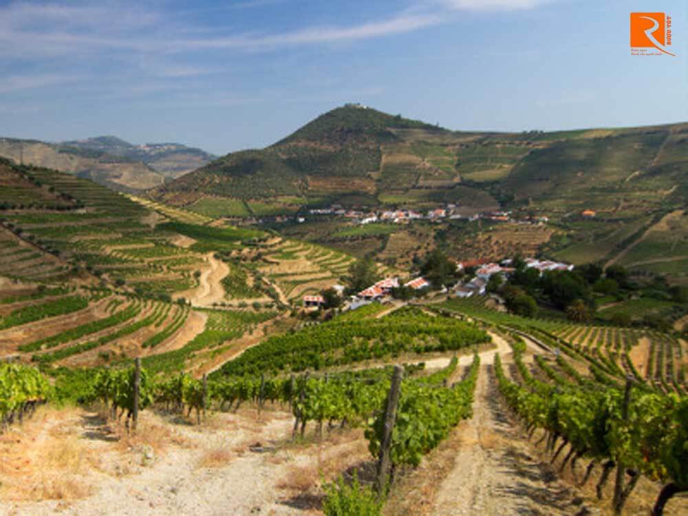 Vườn nho chủ yếu bao gồm đá phiến trong thung lũng dốc của sông Douro không được tưới 