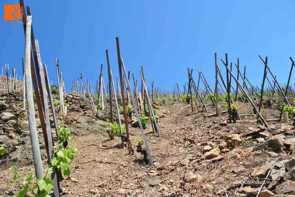 Các loại rượu vang lớn nhất từ Côte Rôtie là vị trí của vườn nho trên các sườn dốc phía nam bảo vệ khỏi gió bắc