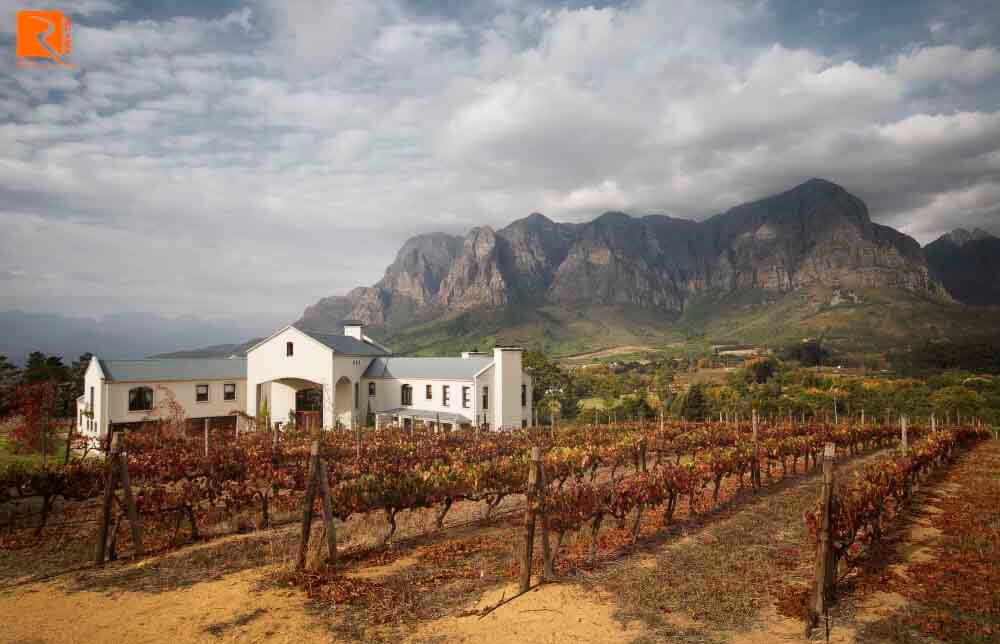 Sauvignon Blanc từ Nam Phi là rượu ở khu vực ấm áp.