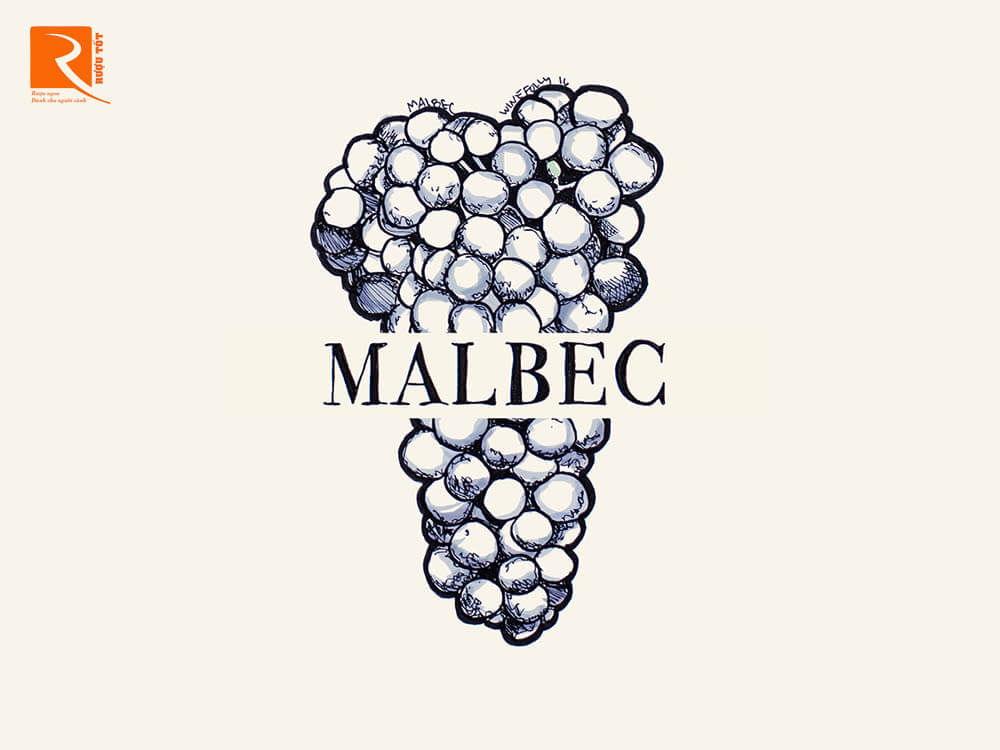 Malbec là đứa con vàng của lục địa