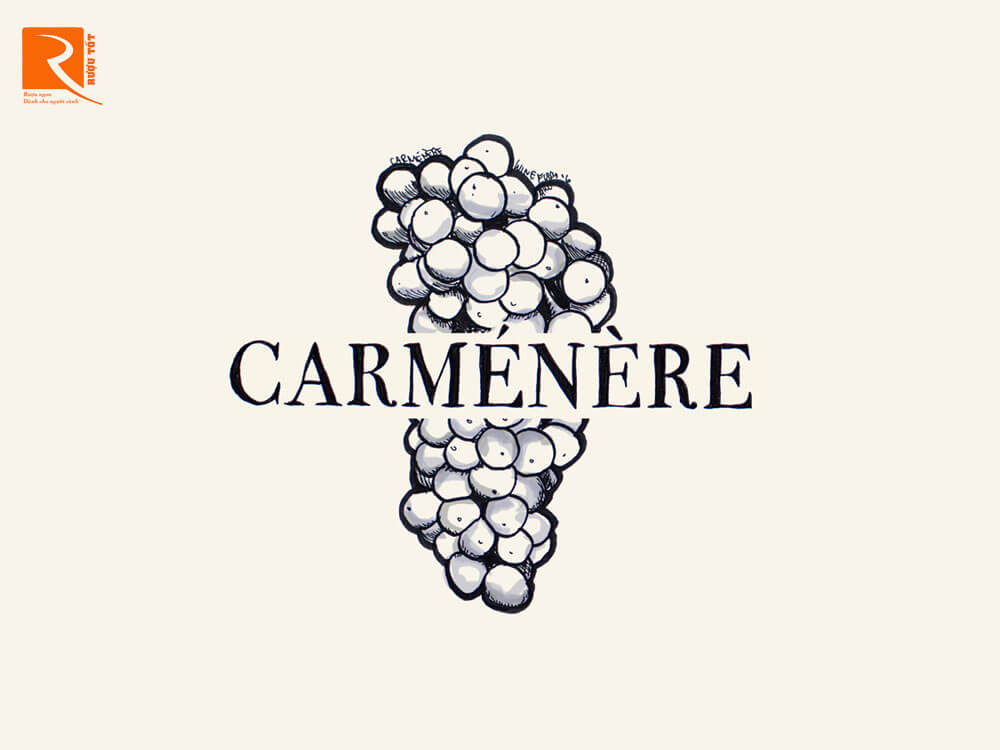 carménère có ngôi nhà thứ hai của mình ở Chile.