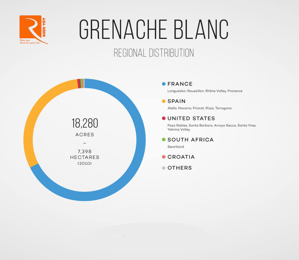 Kiến thức cơ bản về Grenache Blanc.