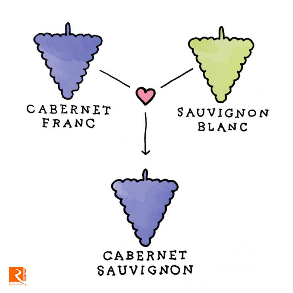 Cabernet Sauvignon là con đẻ của Cabernet Franc và Sauvignon Blanc.