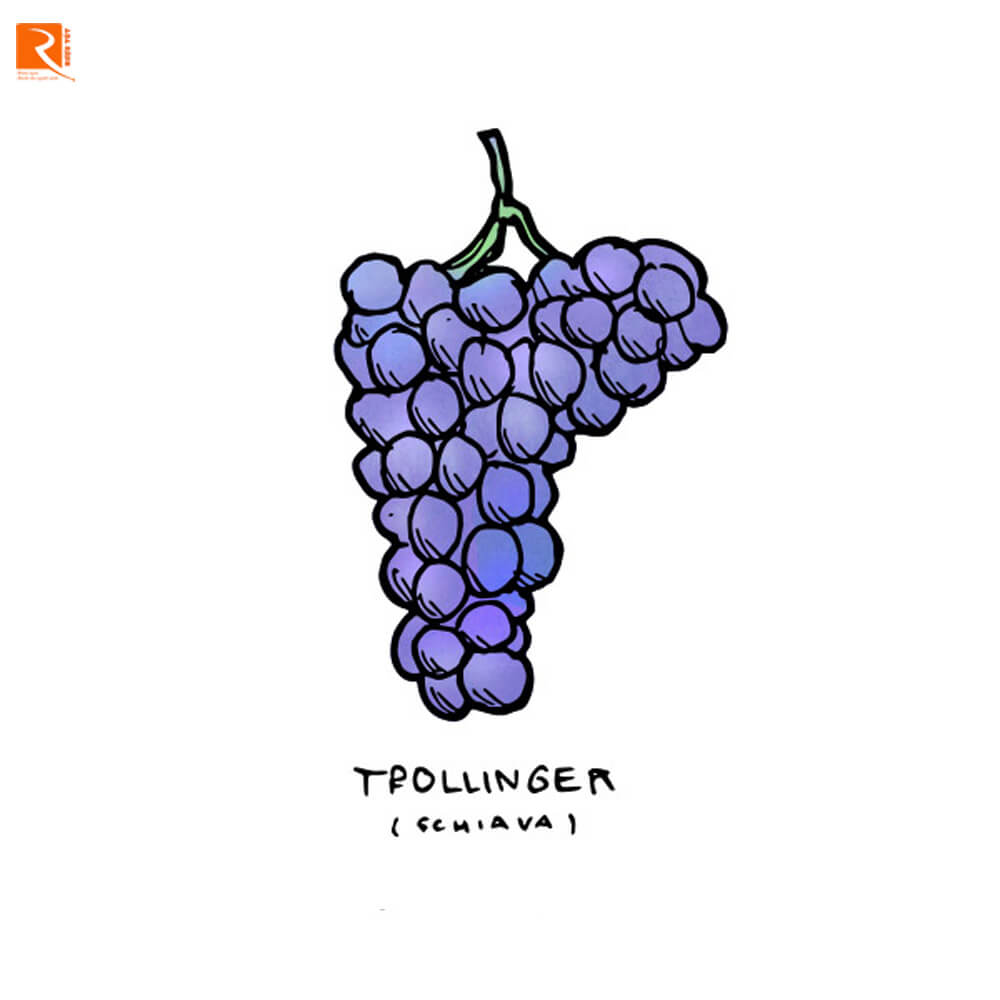Đúng như nguồn gốc núi cao của nó, Trollinger rất sảng khoái để uống ở vùng núi.