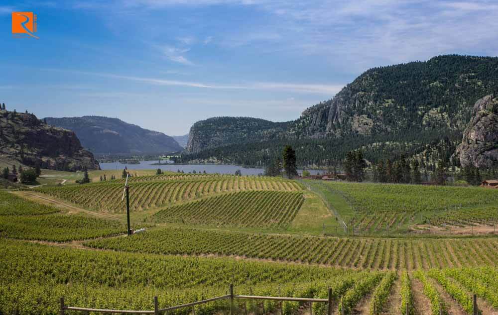 Rượu vang Okanagan được khám phá là một trong các loại rượu vang tốt nhất của khu vực phát triển. 