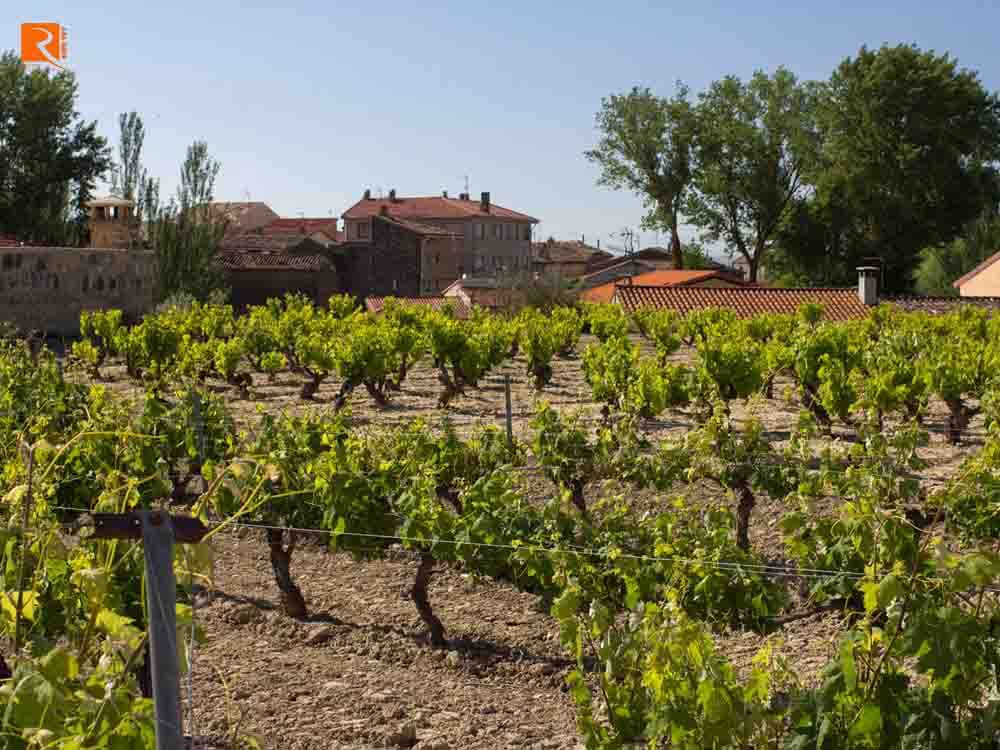 Viñedo Singular nhớ đến vườn nho của Burgundy.