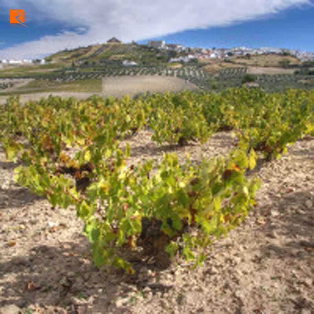 Andalucía là một vùng rất nóng và khô nổi tiếng với Sherry.