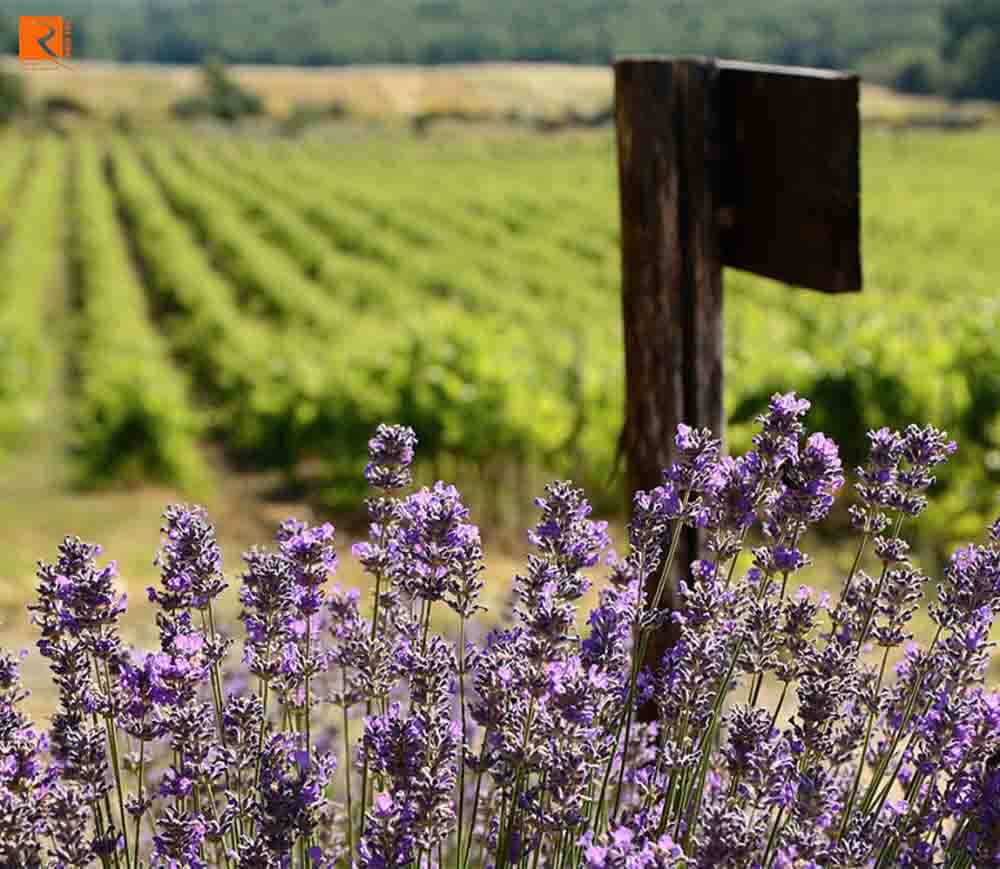 Vùng rượu vang Provence có thời tiết thế nào?