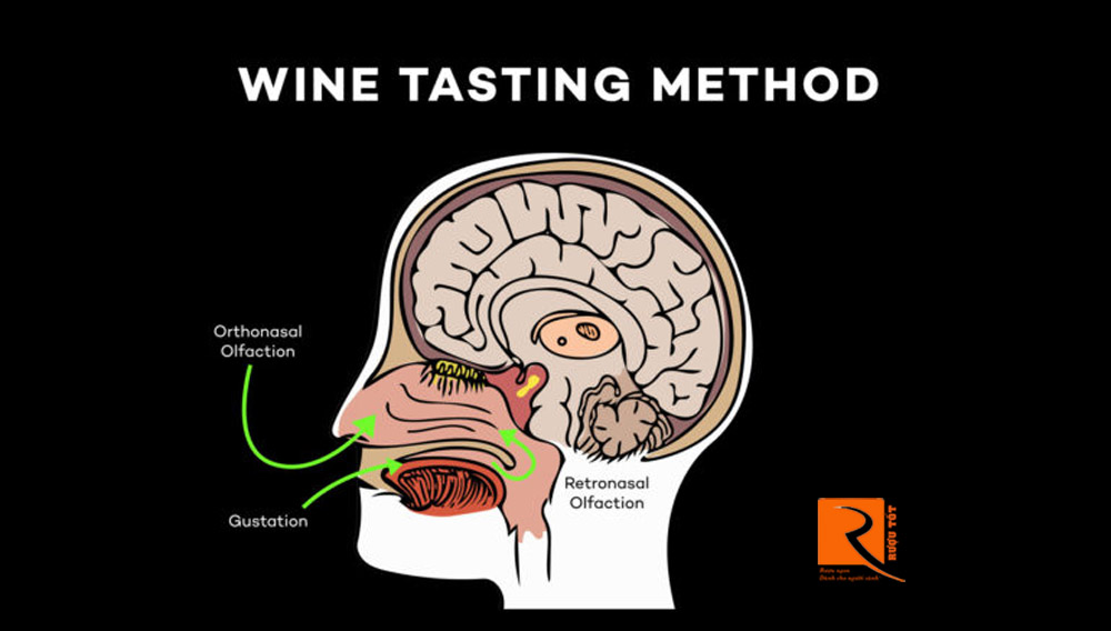 Hướng dẫn cách thưởng thức rượu vang như chuyên gia