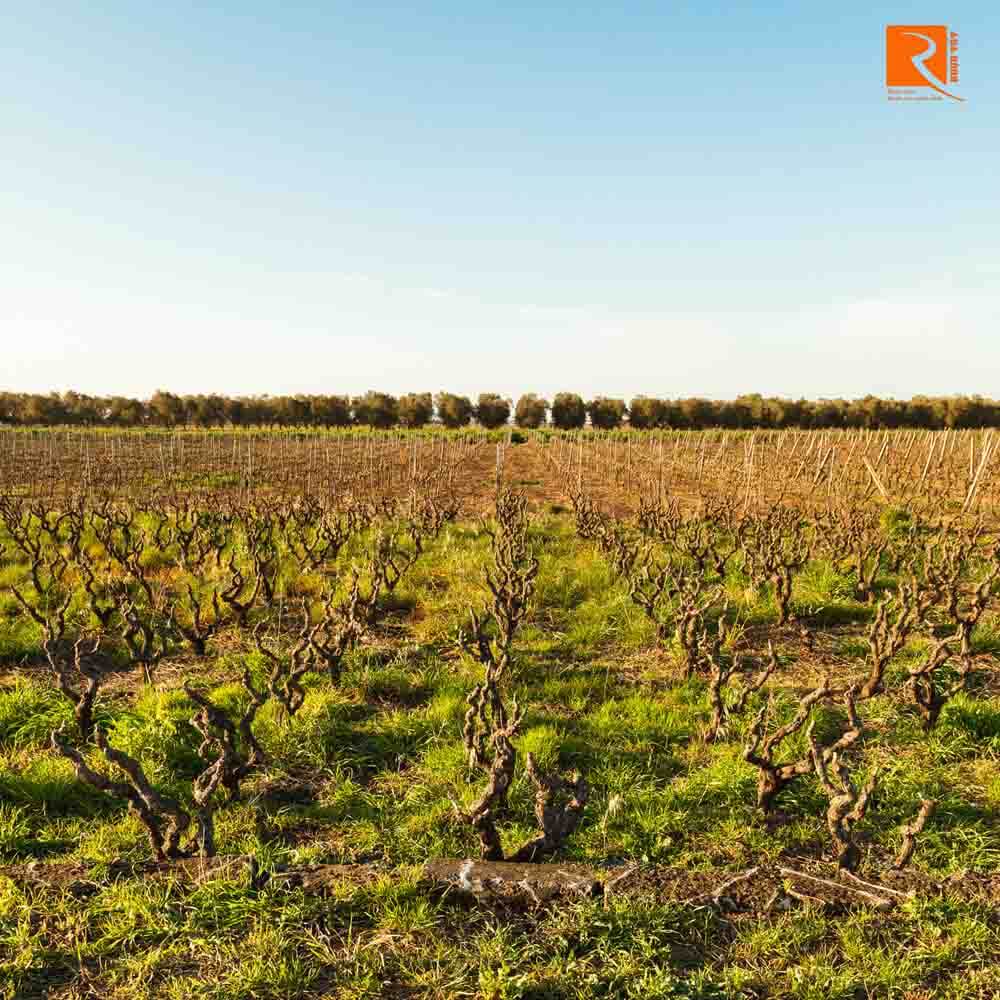 Puglia là vùng làm rượu vang giá trị của Ý