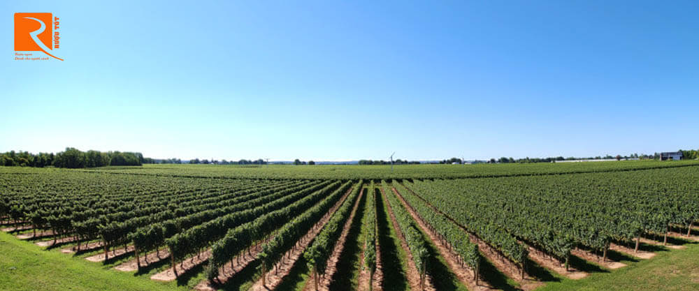 Niagara Escarpment là một khu vực mới có ngành công nghiệp rượu vang Ontario thành công