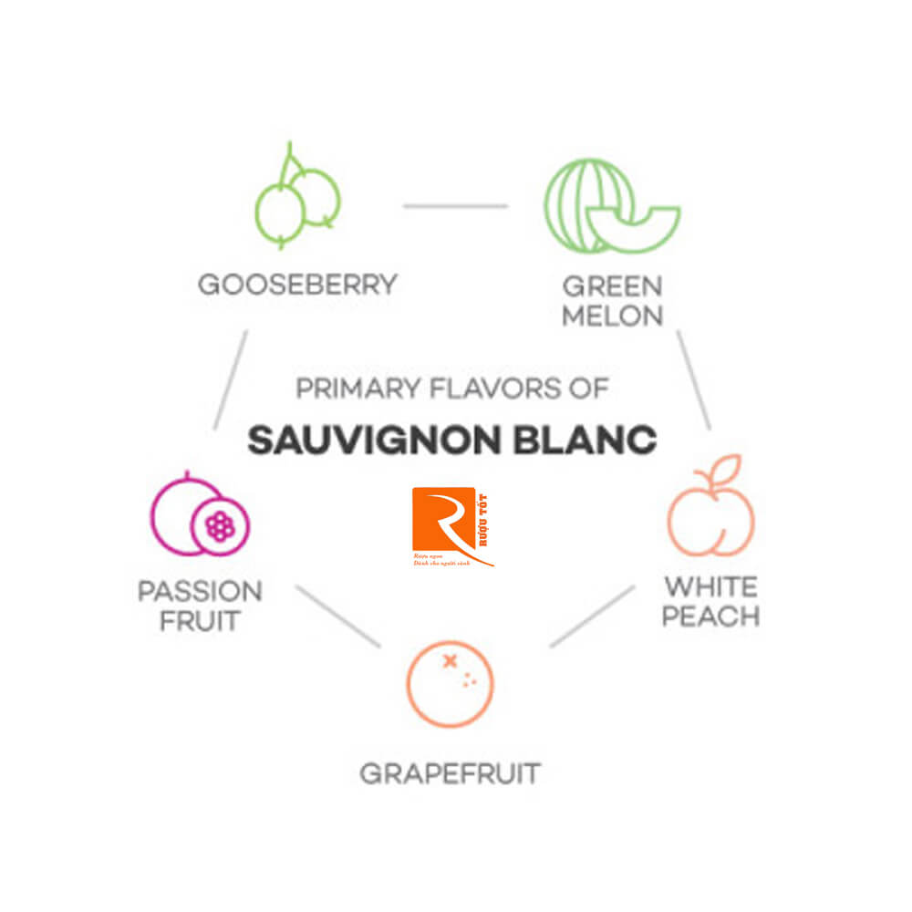 Thử thách trải nghiệm vị giác với nho Sauvignon Blanc