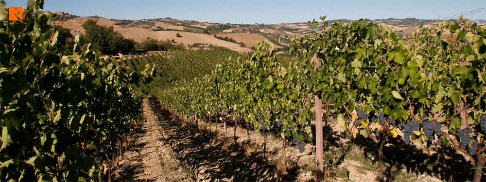 Rượu vang Montepulciano khu vực của Ý.
