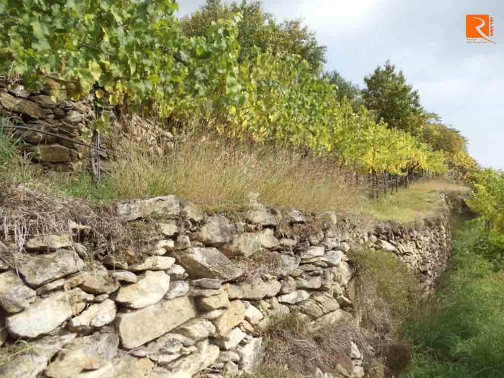 Thung lũng Wachau đã làm nên những sản phẩm rượu vang đa dạng