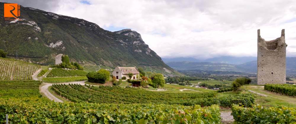 Có 23 giống nho được trồng ở Savoie với 5 giống nho trắng và 2 giống đỏ nổi bật về chất lượng.