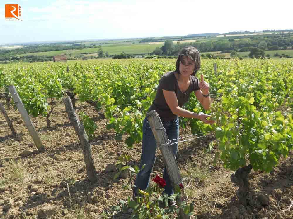 Rượu vang Pháp từ nho Sauvignon Blanc trong trong làng được viết trên nhãn.