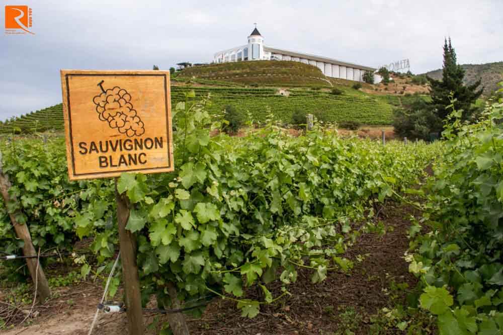 Nếu bạn thích Sauvignon Blanc, Chile là một khu vực không thể bỏ qua.
