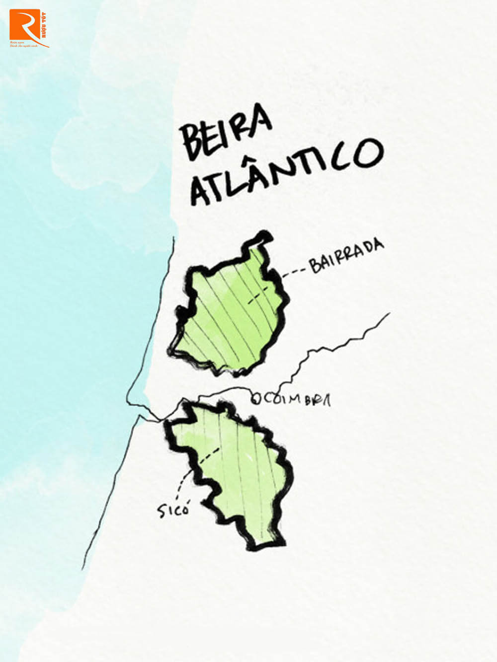 Baga là giống nho đỏ năng suất cao của Beira được trồng ở Bairrada.