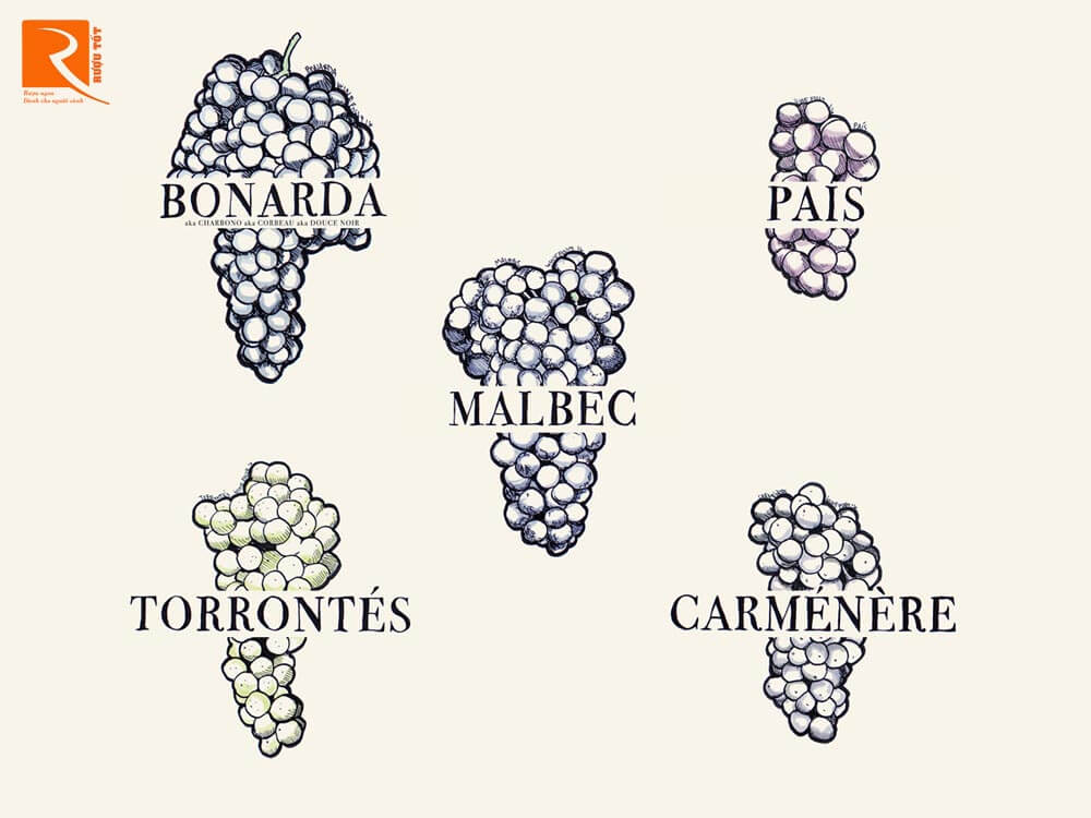 Năm loại rượu vang Nam Mỹ cần biết.