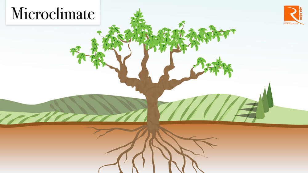 Microclimates là những gì ảnh hưởng đến một cây nho duy nhất để sản xuất nho chất lượng.