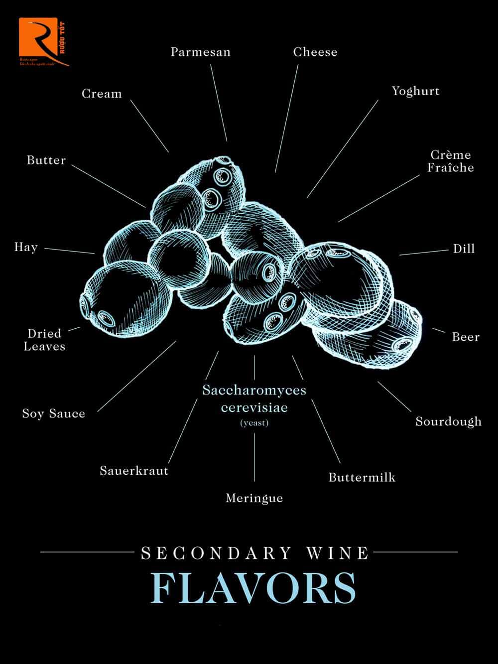 Nấm men là loại nấm đơn bào nhỏ chuyển hóa đường thành rượu trong quá trình sản xuất rượu vang.