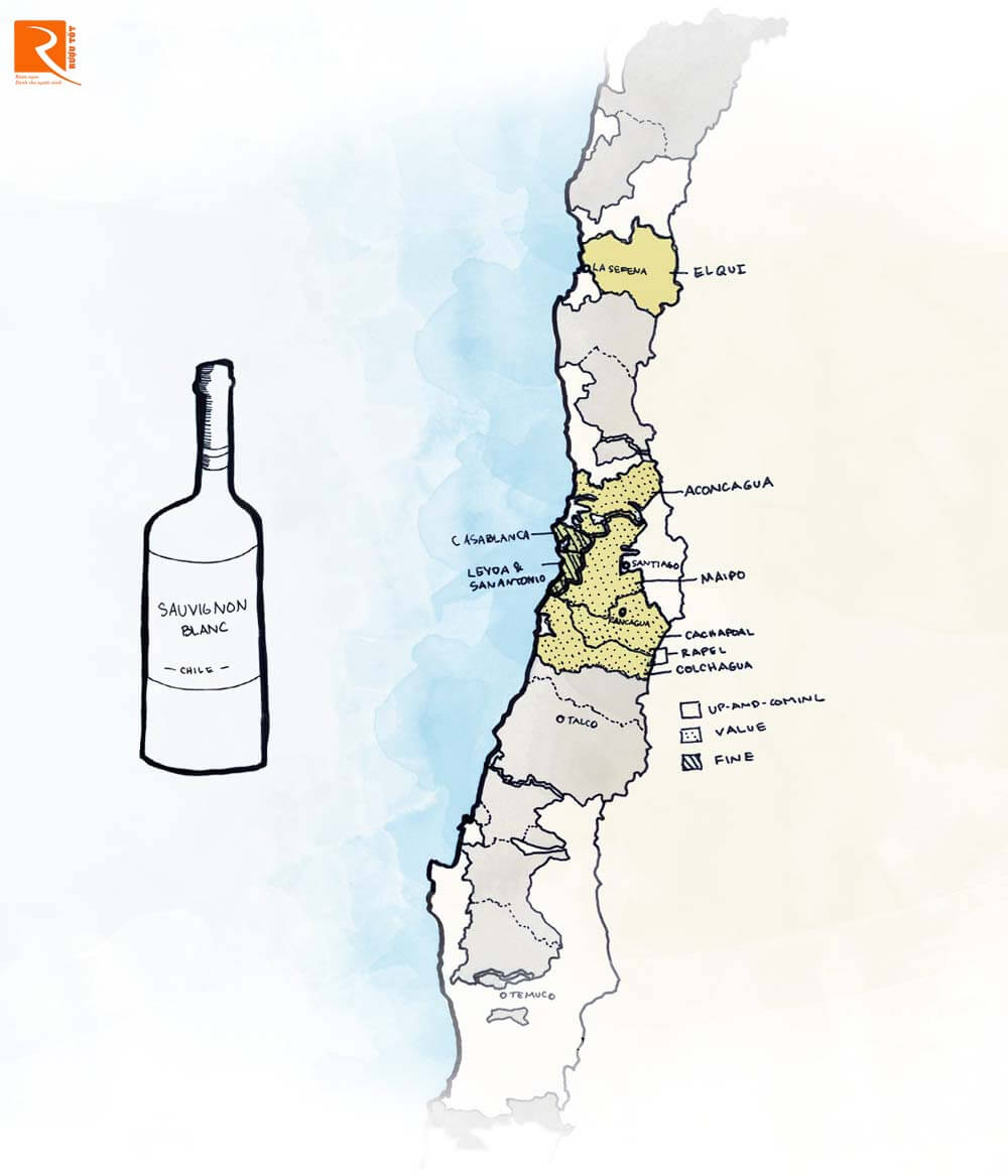 Chile là nơi để tìm kiếm giá trị tuyệt vời của nho Sauvignon Blanc. 