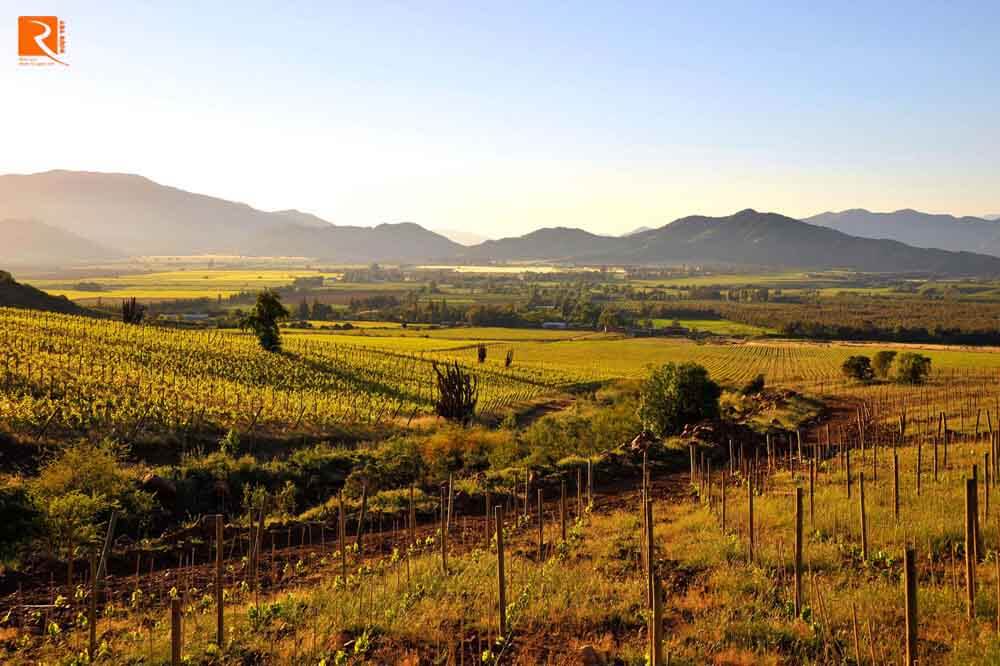 Phía bắc của hai thung lũng nằm ngang, Cachapoal được biết đến là nơi sản xuất rượu vang.