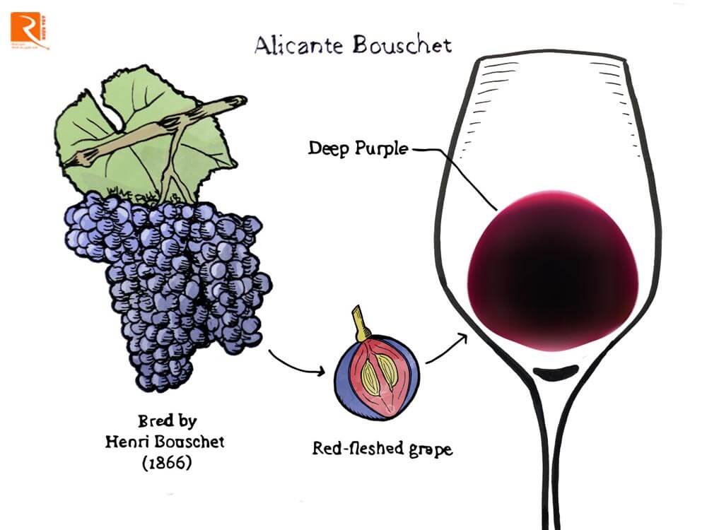 Tìm hiểu về rượu vang Bouschet của Alicante