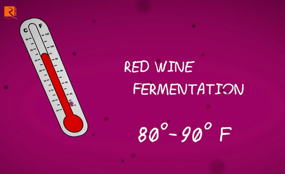 Rượu vang đỏ lên men nóng hơn so với người da trắng, thường trong khoảng 27º - 32º C.
