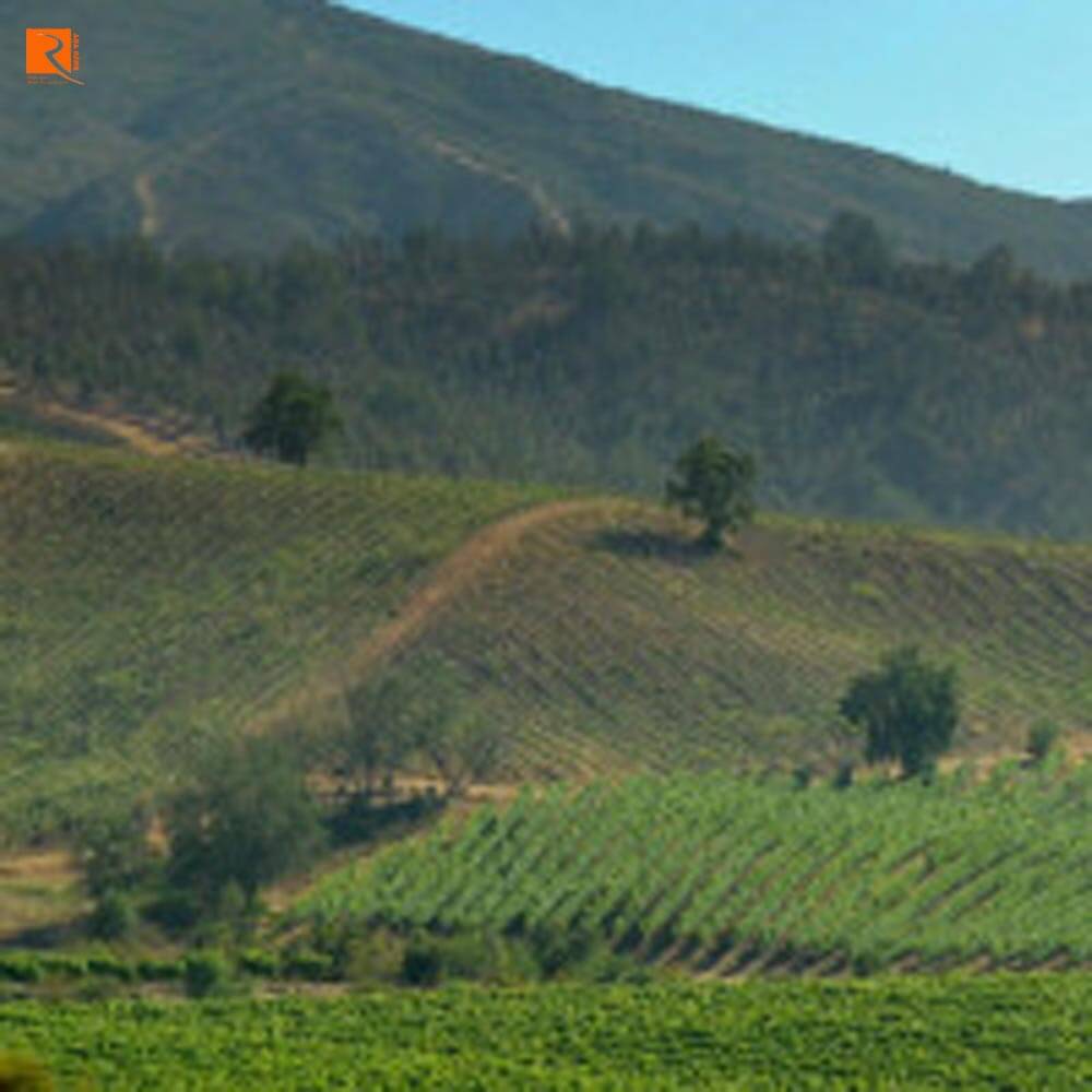 Chile đã trở thành nhà sản xuất rượu vang lớn cho Nam Mỹ bắt đầu từ cuối những năm 1600.